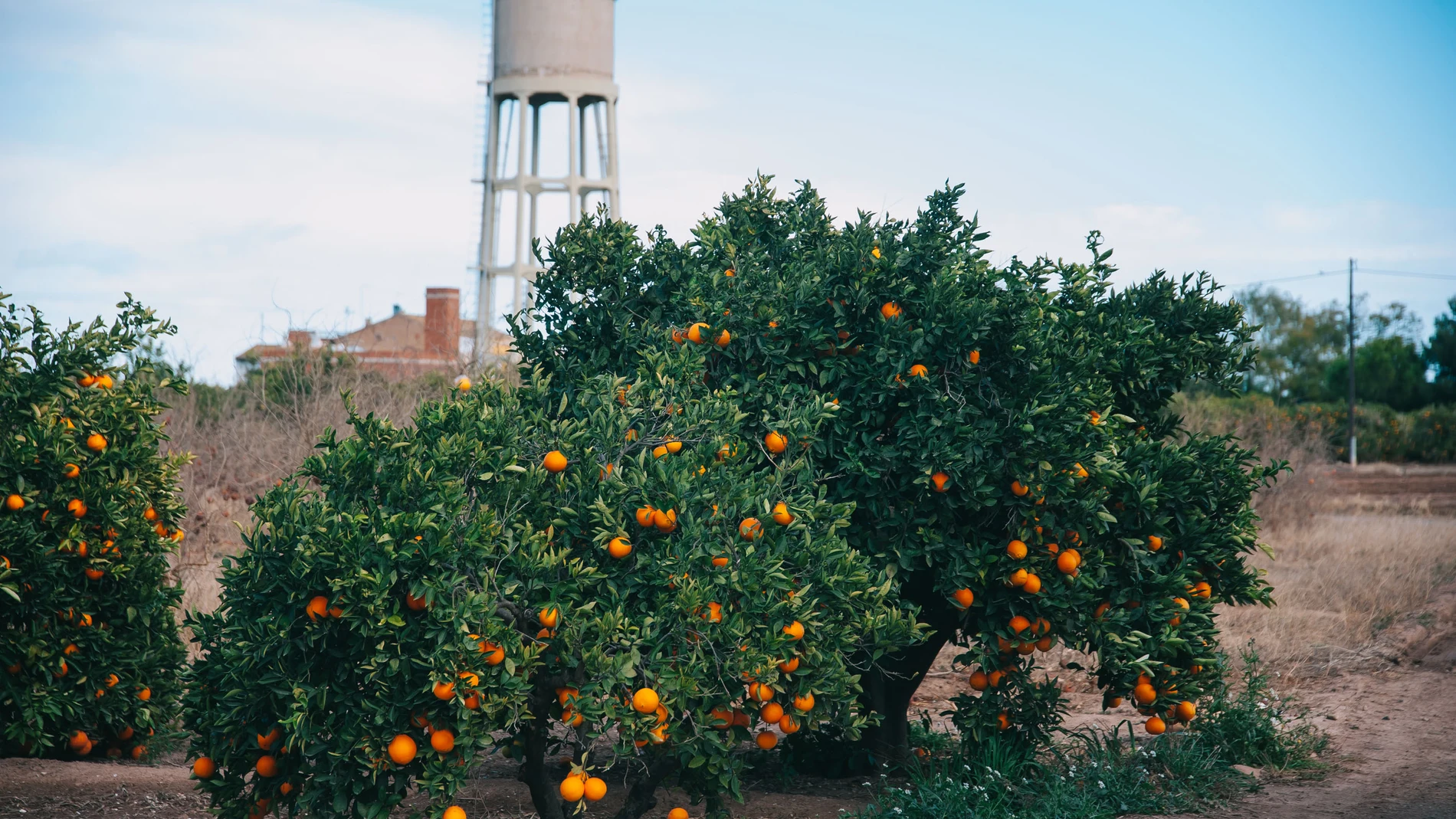 Imagen de un campo de naranjas en la Comunidad Valenciana