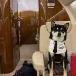Un perro volando desde Hong Kong a Reino Unido en un jet Dog Express el pasado mes de diciembre