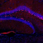 Imagen de altar resolución mostrando en fluorescencia roja un gran número de nuevas neuronas producidas en el hipocampo de ratones de edad media que habían sido tratados con ABT-263 para eliminar sus células madre senescentes.