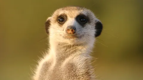 Una suricata africana