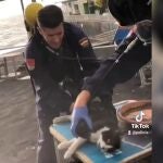Vídeo compartido por la Policía Nacional en TikTok, donde se ve cómo salvan a un gato