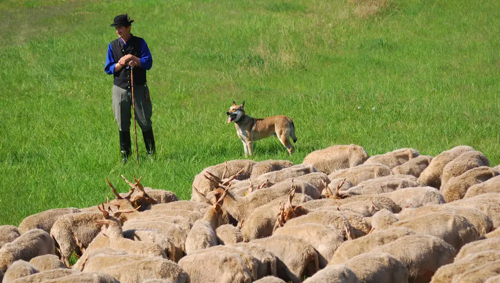 En primavera dicen que pueden verse a los pastores húngaros con sus peculiares ovejas.