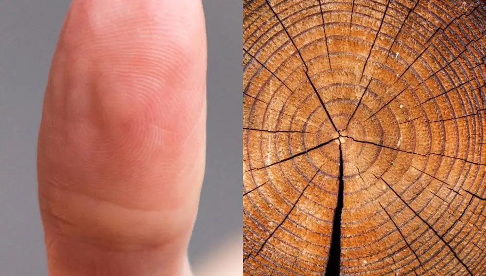 Huella e interior del tronco de un árbol