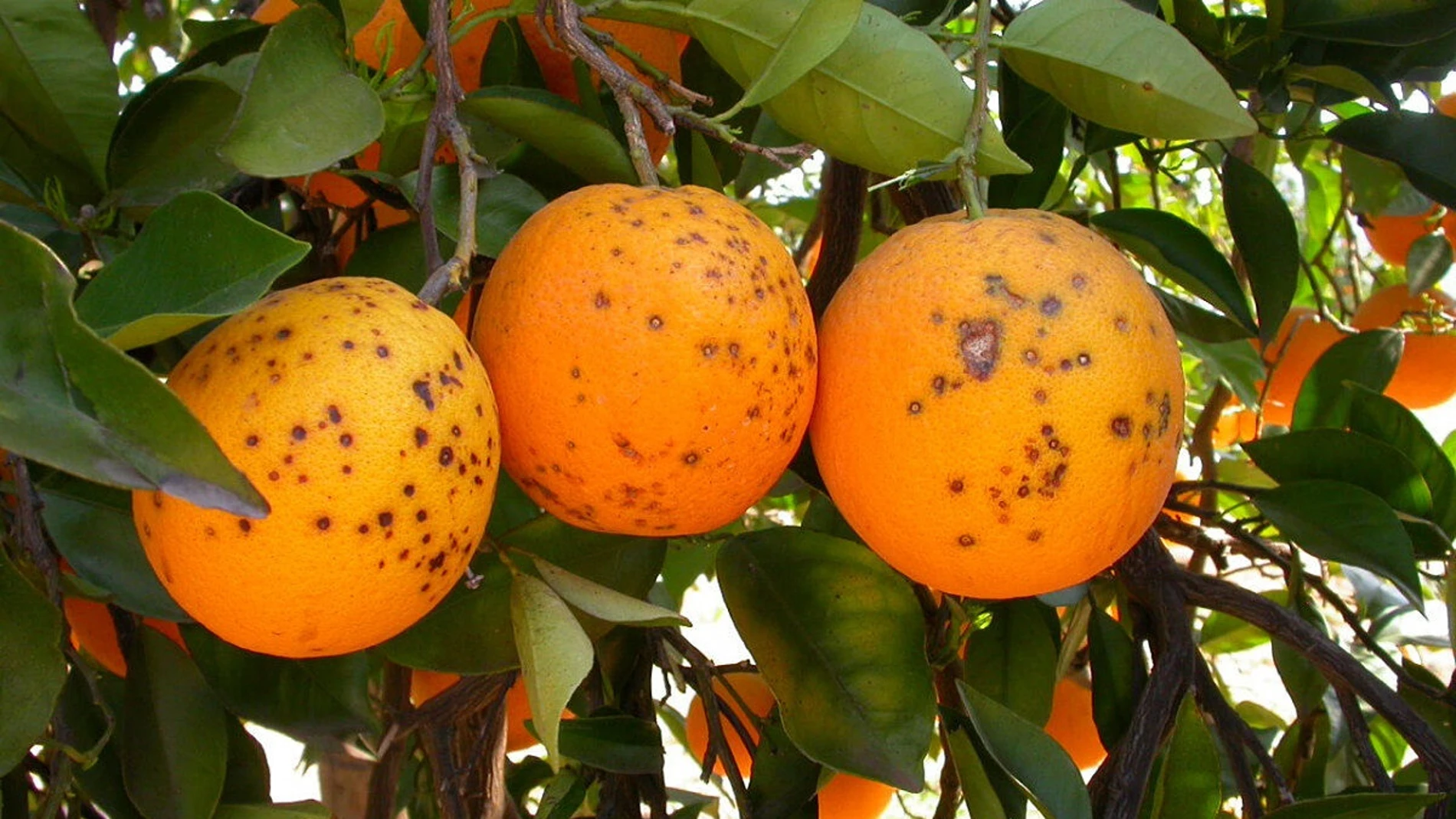 Naranjas con plagas. La importación de cítricos de terceros países supone un riesgo para la sanidad vegetal