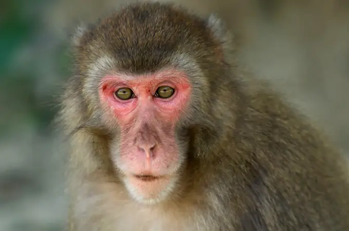 ¿Por qué sigue habiendo monos si evolucionamos de ellos?