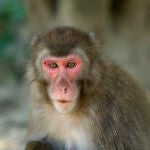 El amor amenaza el imperio de la Reina de los Monos