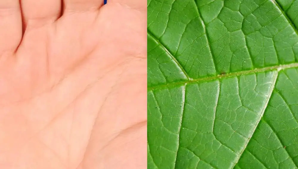 Líneas de la piel y nervios de hojas