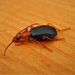 Escarabajo bombardero (Brachinus crepitans)