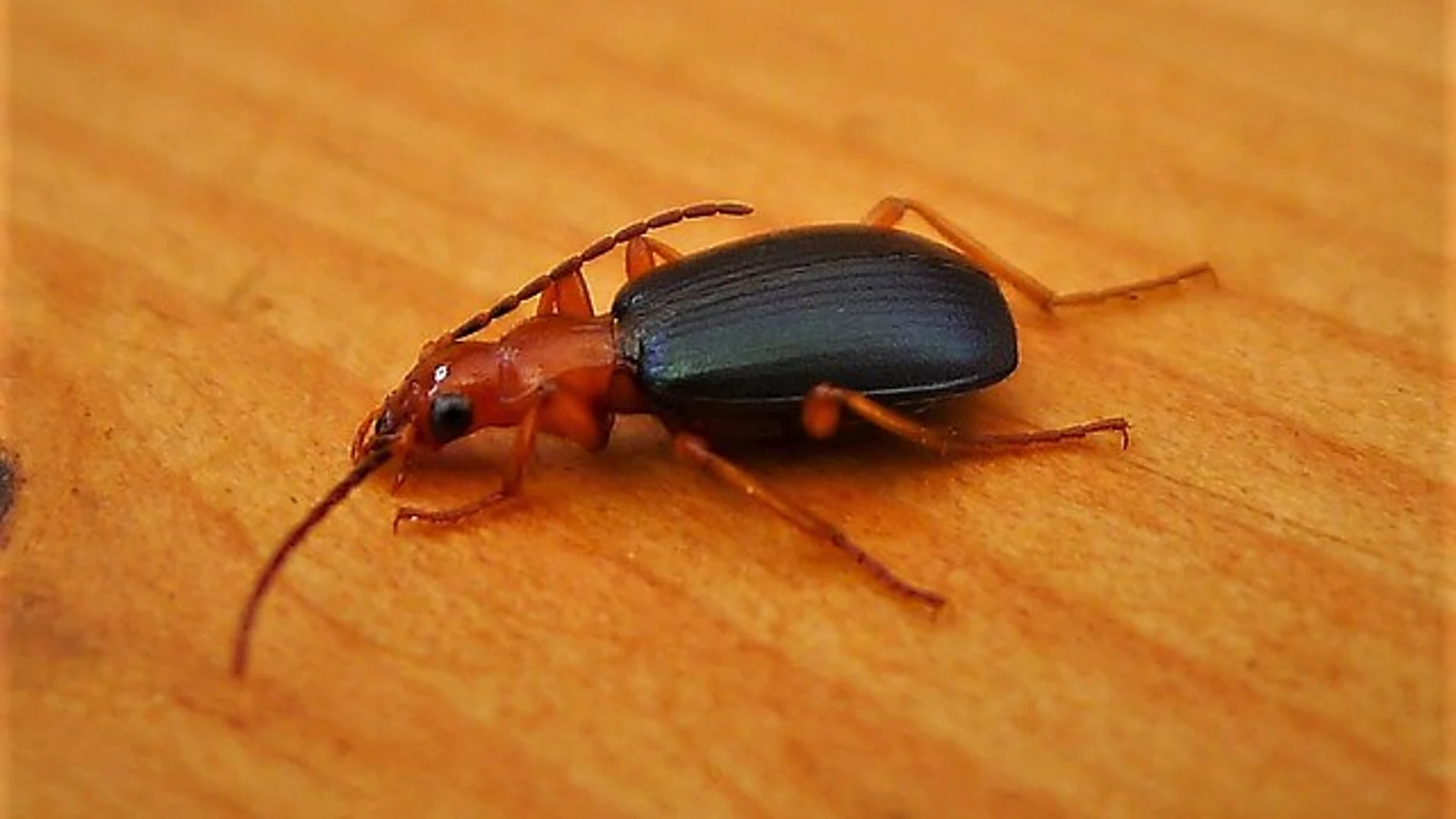 Escarabajo bombardero (Brachinus crepitans)