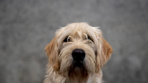 Leishmaniosis en perros