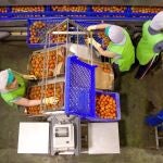 La pandemia está poniendo en jaque al pujante sector del manipulado almeriense