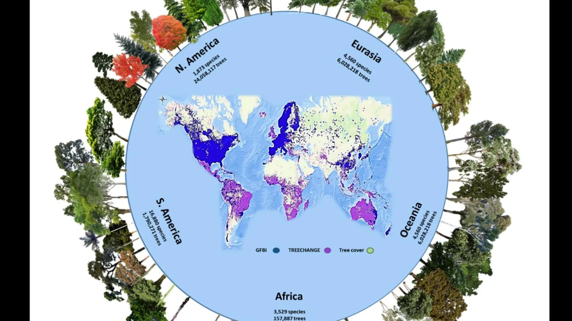 Mapa mostrando los datos del estudio, indicando el número de especies y ejemplares identificados en cada continente. Los puntos azules pertenecen al censo original, los morados son una ampliación del TREECHANGE, que eran datos previos al estudio. La zona verde representa la distribución total de los árboles.