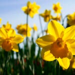 Narcisos, la flor nacional galesa
