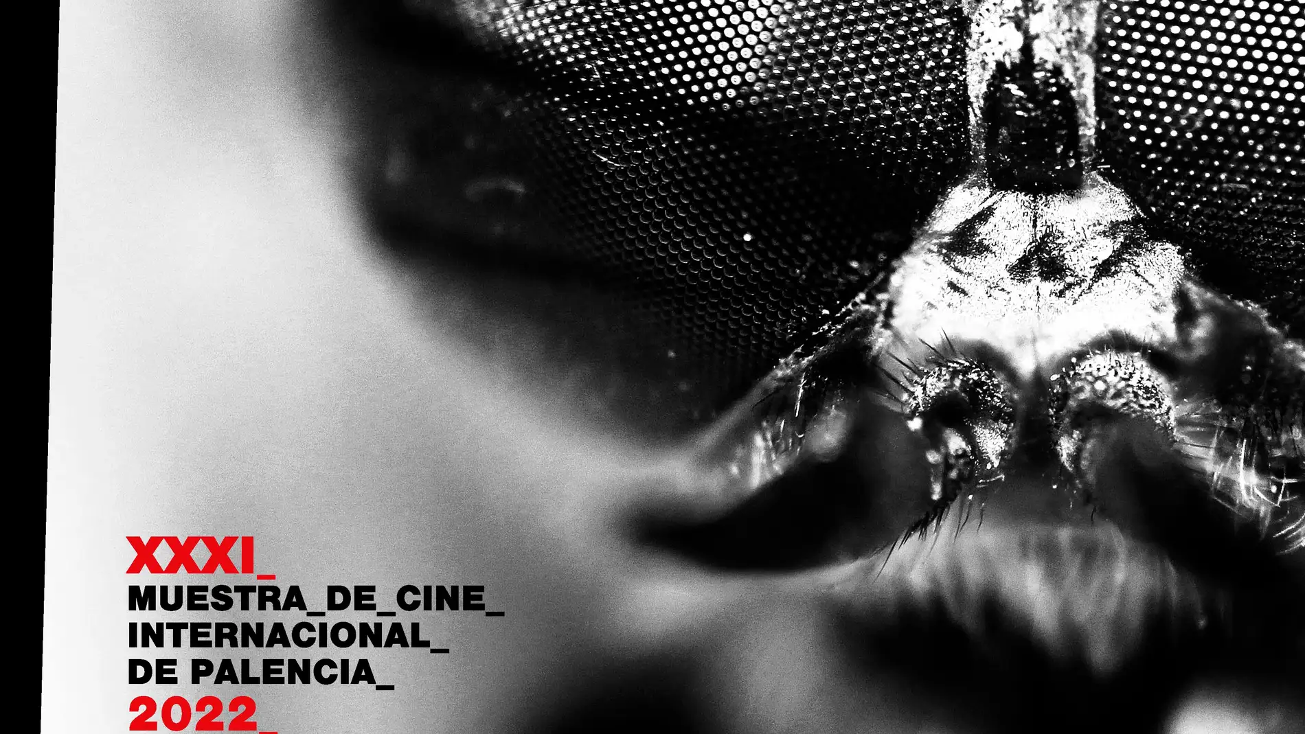Cartel de la 31 Muestra de Cine de Palencia