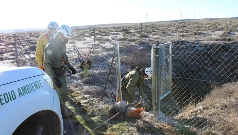 Investigan la aparición de unos huesos en Soria