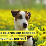 ¿Cuántos colores son capaces de distinguir los perros?