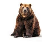 Las imágenes muestran como un enorme oso, llamado Zuzu, camina hacia la menor y le olfatea,