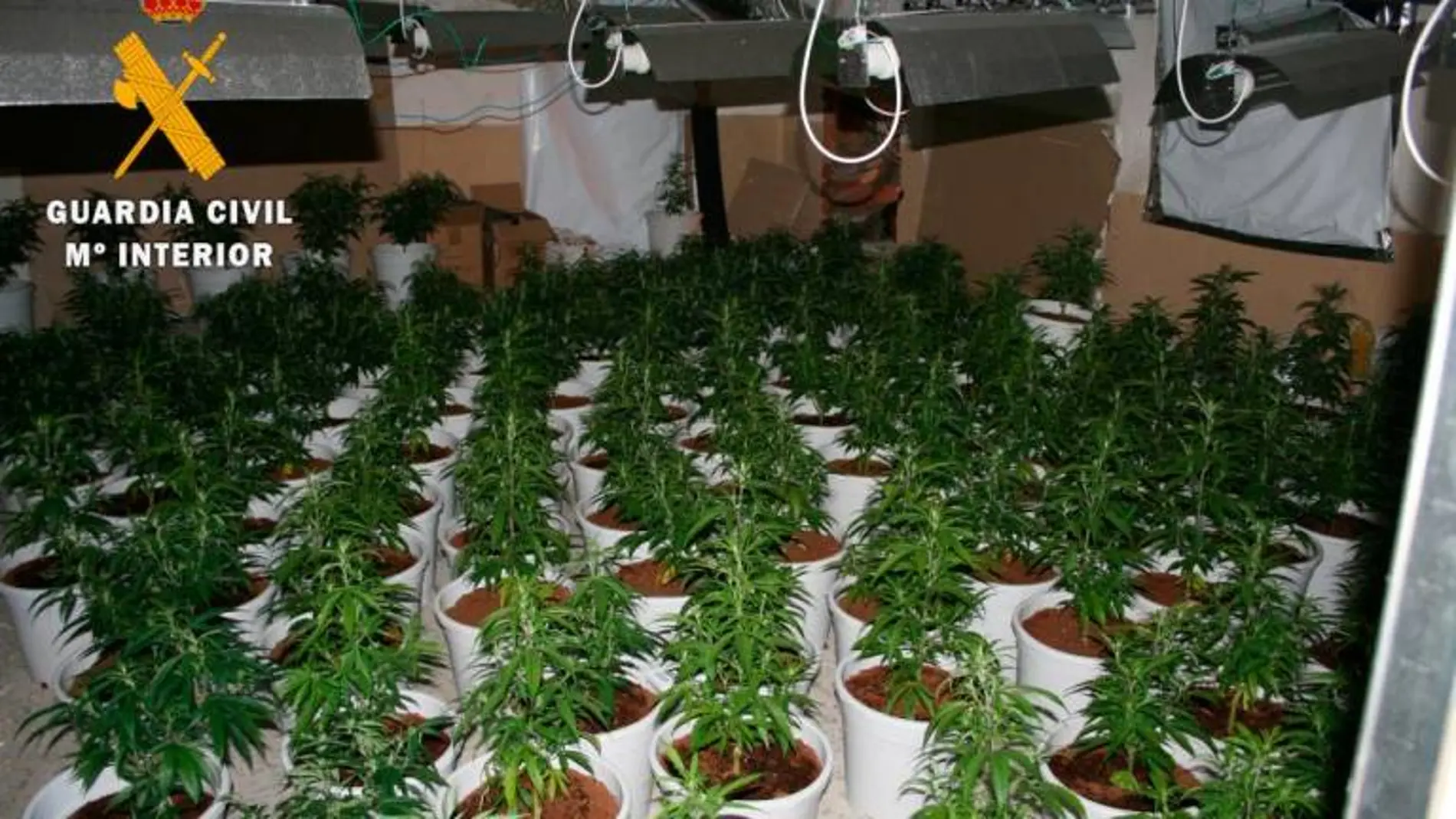 Plantaciones incautadas por la Guardia Civil
