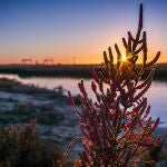 Los humedales andaluces conforman parte de la riqueza ecológica en peligro de la comunidad. JUNTA DE ANDALUCÍA