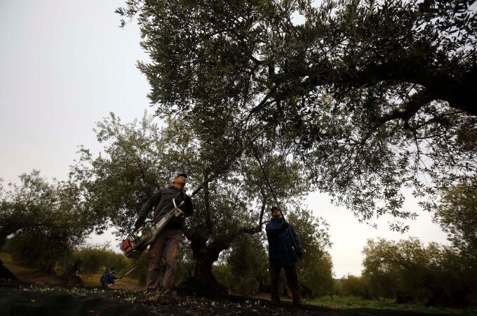 Una cuadrilla trabaja entre olivos centenarios en la recogida de la aceituna