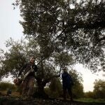 Una cuadrilla trabaja entre olivos centenarios en la recogida de la aceituna