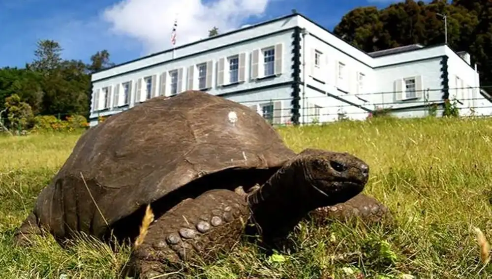 Fotografía de Jonathan, una tortuga gigante de 190 años | Fuente: guinnessworldrecords.es