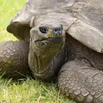 Fotografía de Jonathan, una tortuga gigante de 190 años | Fuente: guinnessworldrecords.es
