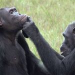 Esta foto muestra a una hembra de chimpancé, Roxy, poniendo un insecto a una herida en la cara de un macho adulto llamado Thea