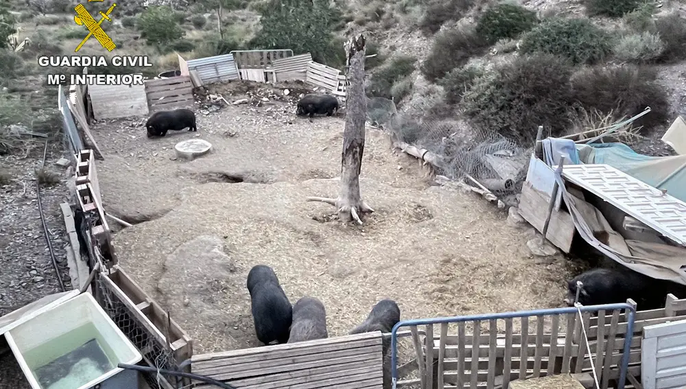 Los animales se encuentran a disposición de la Dirección General de Medio Natural