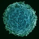 Imagen de un linfocito B humano