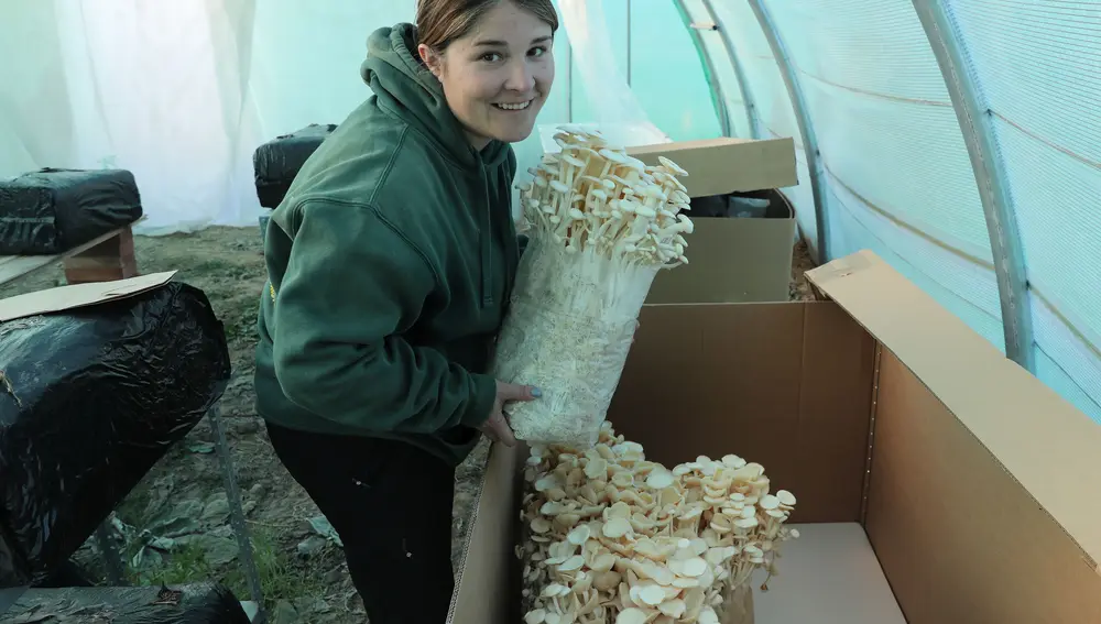 Entre setas de Paredes de Nava (Palencia) Nazareth Mateos gerente de la empresa 'Entre setas' portando unos racimos de setas Enoki en la explotación que tiene en Perales (Palencia)