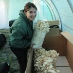 Entre setas de Paredes de Nava (Palencia) Nazareth Mateos gerente de la empresa 'Entre setas' portando unos racimos de setas Enoki en la explotación que tiene en Perales (Palencia)