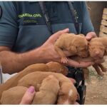 Un agente del SEPRONA atiende a alos cachorros rescatados