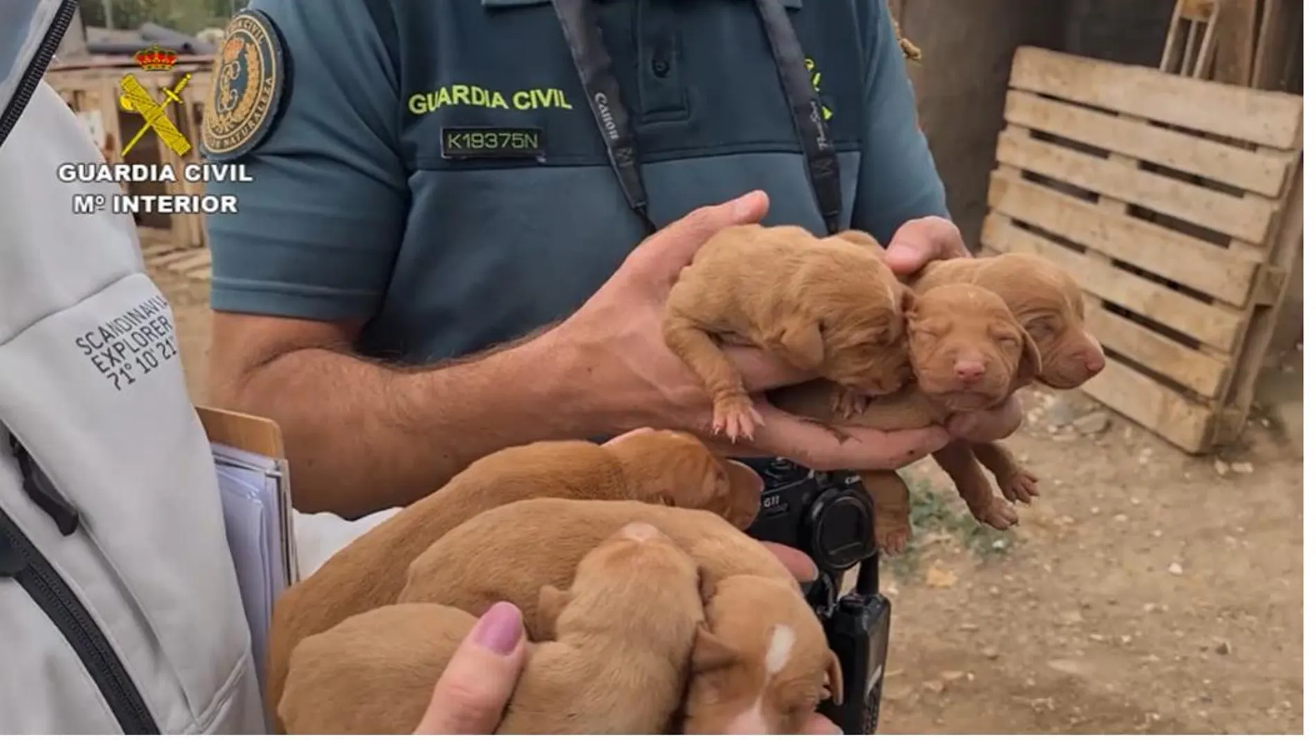 Un agente del SEPRONA atiende a alos cachorros rescatados