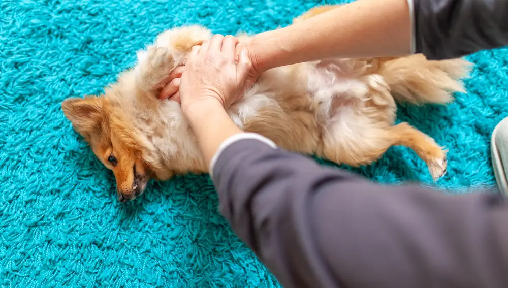 La reanimación cardiopulmonar o RCP es una técnica que se utiliza cuando el perro ha dejado de respirar o cuando su corazón ha dejado de latir | Fuente: Dreamstime