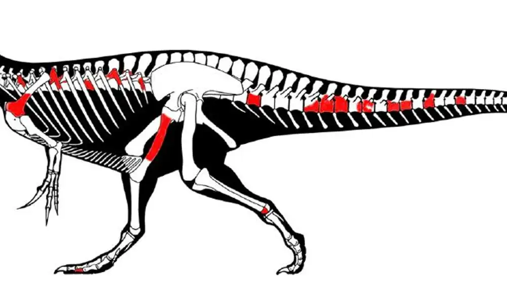 Diagrama del esqueleto del Iberospinus. En rojo los huesos encontrados que han permitido hacer la recreación.