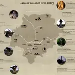 Mapa y localización de las 16 tallas en árboles en El Bierzo