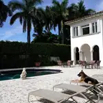 El perro Gunther IV, al borde de la piscina de su mansión en Miami.