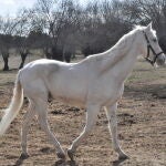 Ilustre, caballo policía adoptado a través de Adoptak9