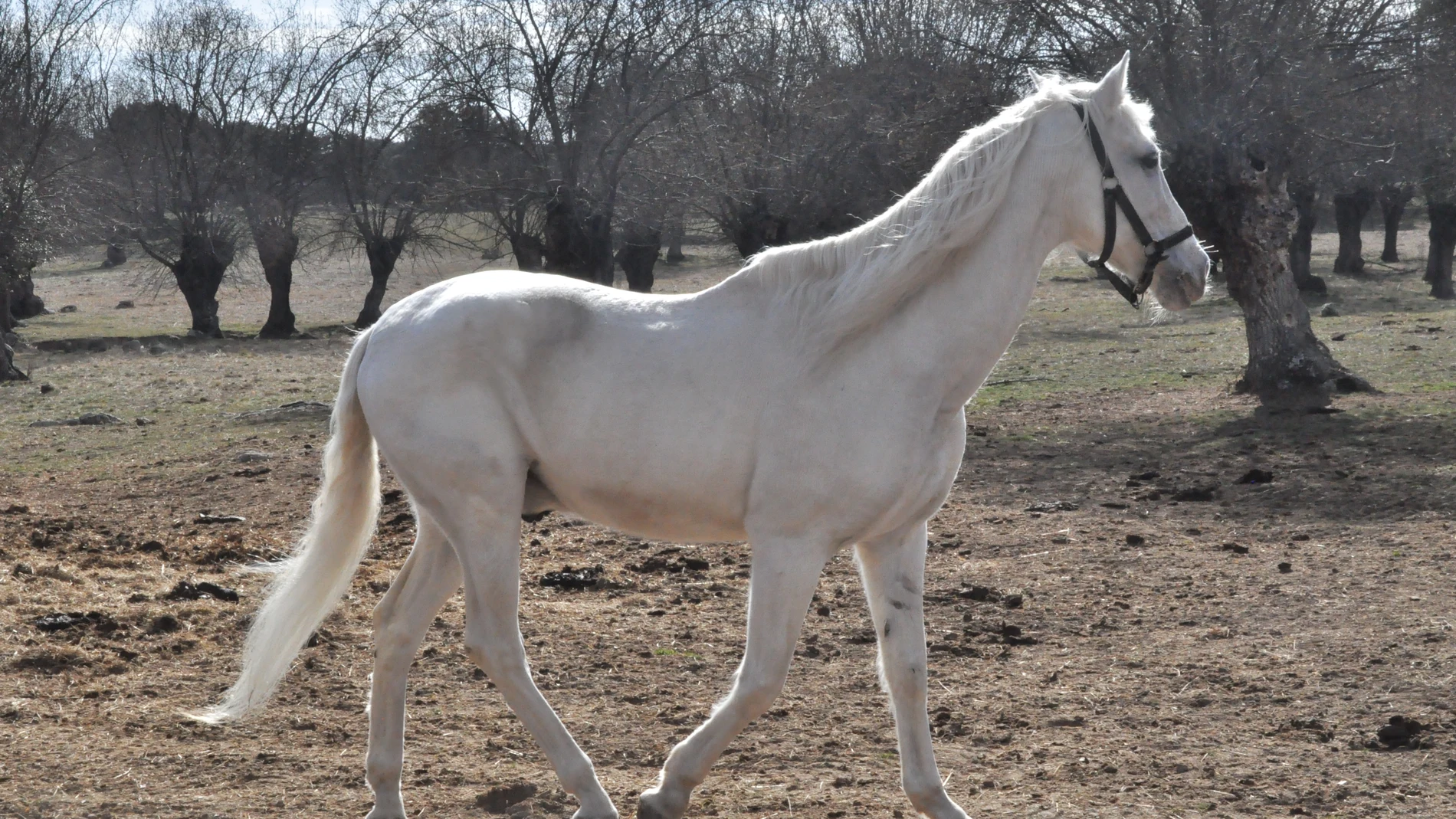 Ilustre, caballo policía adoptado a través de Adoptak9