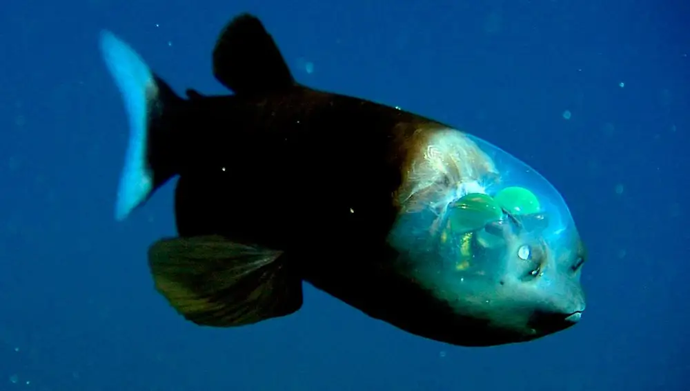Captura de vídeo del &quot;pez de cabeza transparente&quot;
