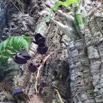 Florece una especie única por el color negro de sus flores. AYUNTAMIENTO DE ESTEPONA