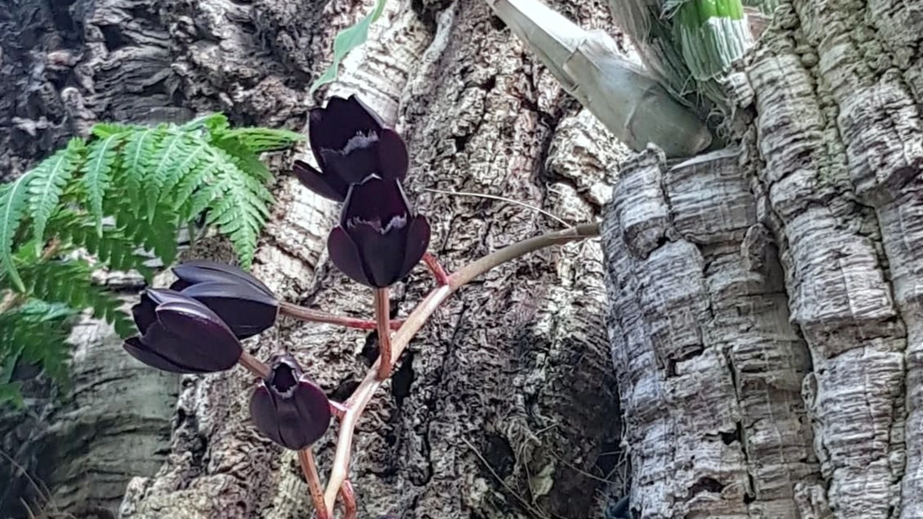 Florece una especie única por el color negro de sus flores. AYUNTAMIENTO DE ESTEPONA