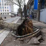Un árbol caído derribado por fuertes vientos durante la tormenta Eunice en Londres