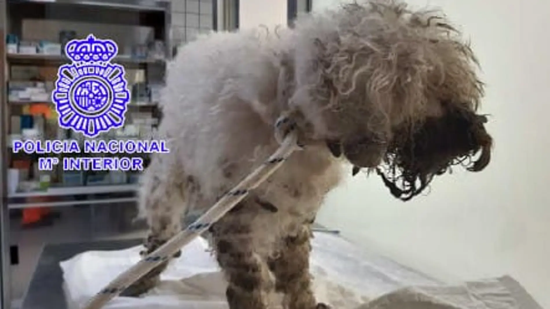 Animal rescatado por la protectora de animales de Valladolid