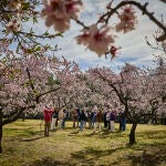 Visitantes acuden a la finca “Quinta de los Molinos” para ver los almendros en flor