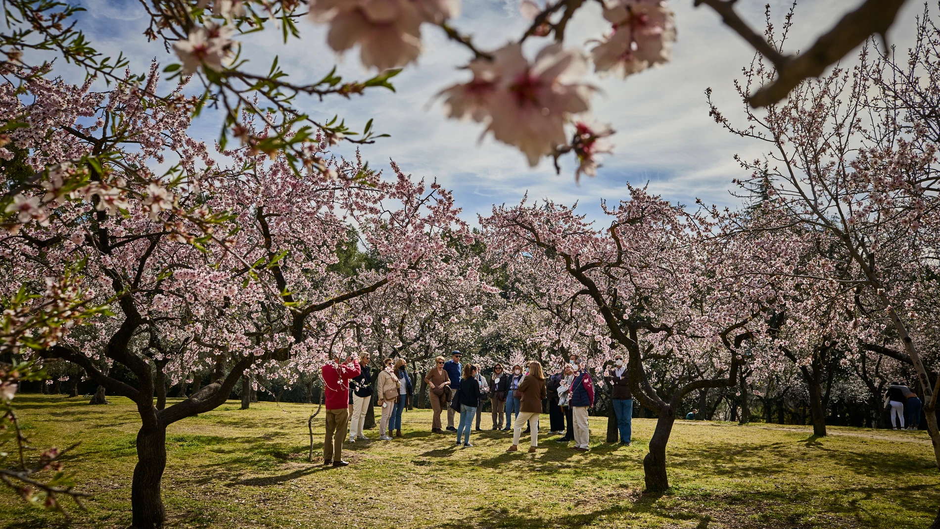 Visitantes acuden a la finca “Quinta de los Molinos” para ver los almendros en flor
