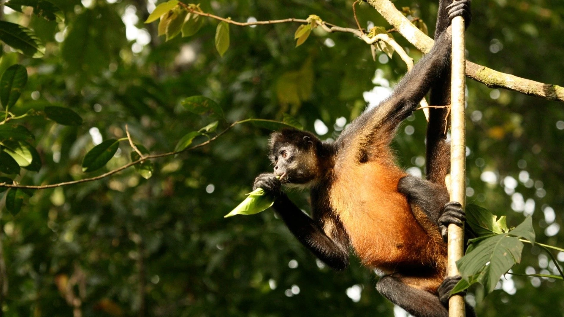 Mono araña centroamericano, fotografiado en Costa Rica.