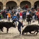 Encierro del carnaval del Toro en Ciudad Rodrigo(Salamanca)