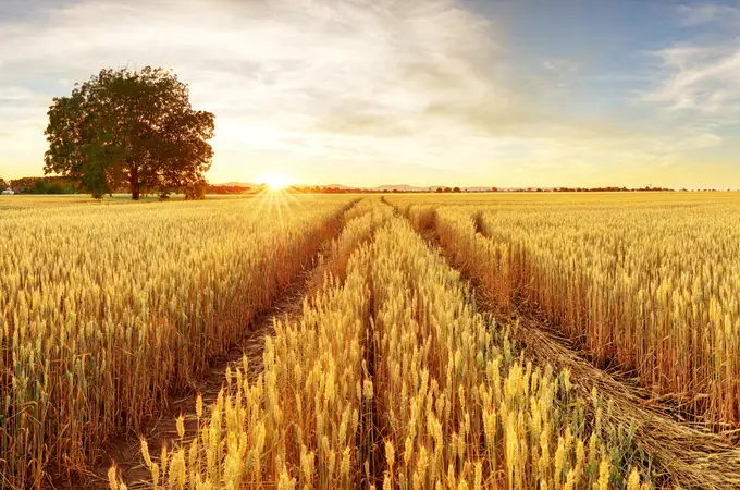 Ucrania: el granero de trigo y maíz para 600 millones de personas